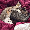 Polo joined the competition — help win amazing prizes! cats, two_cats, tabby, sleeping,  cuddling, pet, animals, furry, whiskers, ears, paws, tail, bed, blanket, magenta, bedroom, indoors, cozy, relaxed, nap
