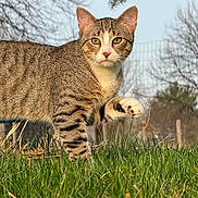 Polo joined the competition — help win amazing prizes! cat, tabby_cat, animal, pet, feline, whiskers, ears, eyes, paw, striped_fur, brown_fur, outdoor, grass, nature, portrait, close_up, standing, funny, trees, daylight