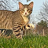 cat, tabby_cat, animal, pet, feline, whiskers, ears, eyes, paw, striped_fur, brown_fur, outdoor, grass, nature, portrait, close_up, standing, funny, trees, daylight