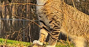 Polo joined the competition — help win amazing prizes! cat, tabby, feline, animal, pet, outdoors, forest, woodland, tree, branches, log, moss, grass, leaves, nature, sunlight, standing, portrait, whiskers, ears
