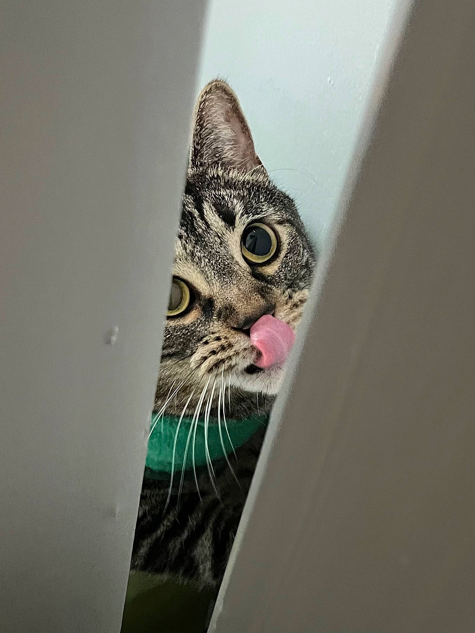 Carl is registered to the contest to win money with this photo: art, carnivore, cat, domestic_short_haired_cat, door, eye, felidae, fur, head, magenta, pattern, small_to_medium_sized_cats, snout, visual_arts, whiskers, window