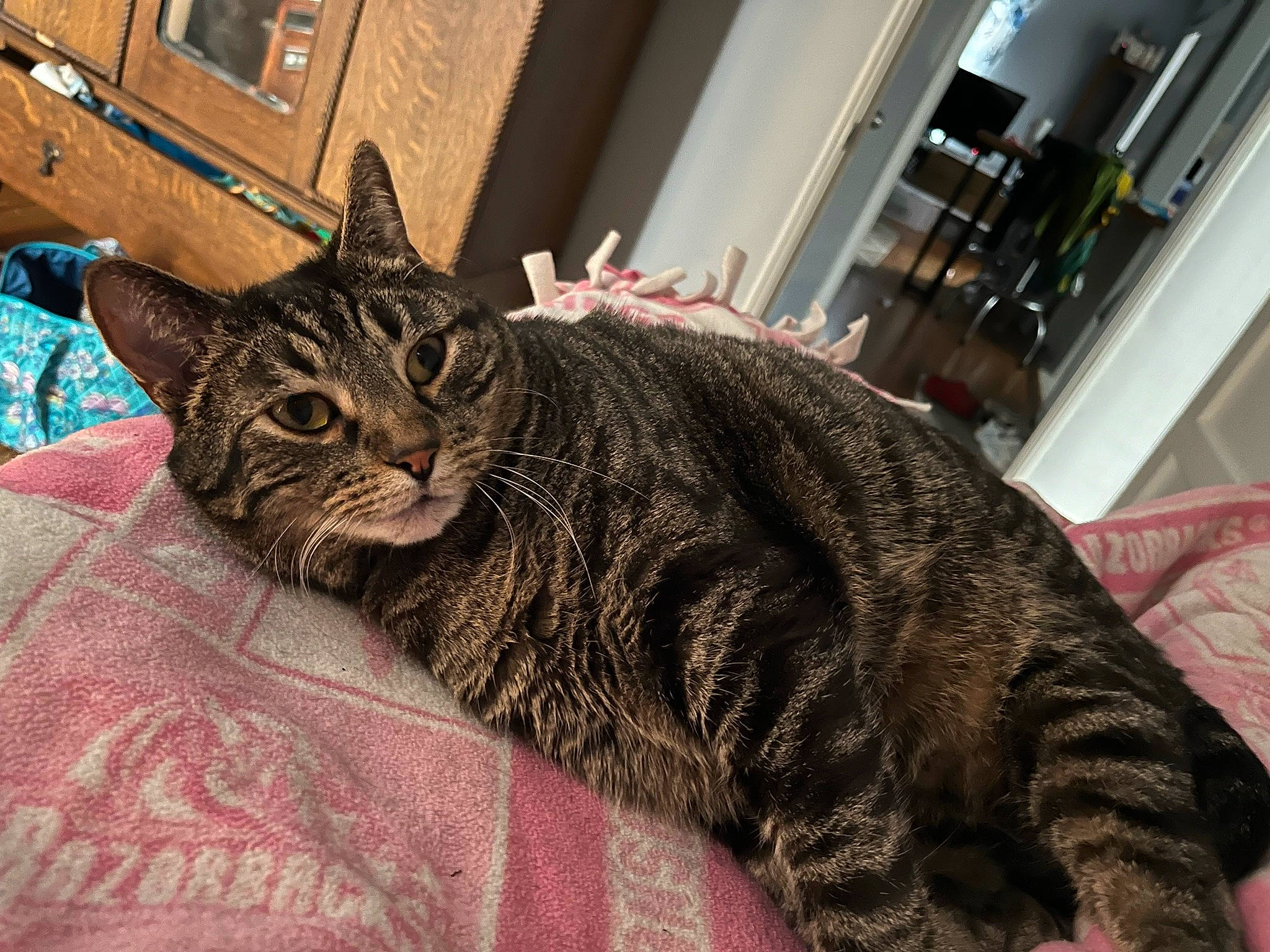 Carl is registered to the contest to win money with this photo: carnivore, cat, claw, comfort, domestic_short_haired_cat, felidae, fur, small_to_medium_sized_cats, snout, terrestrial_animal, tree, whiskers