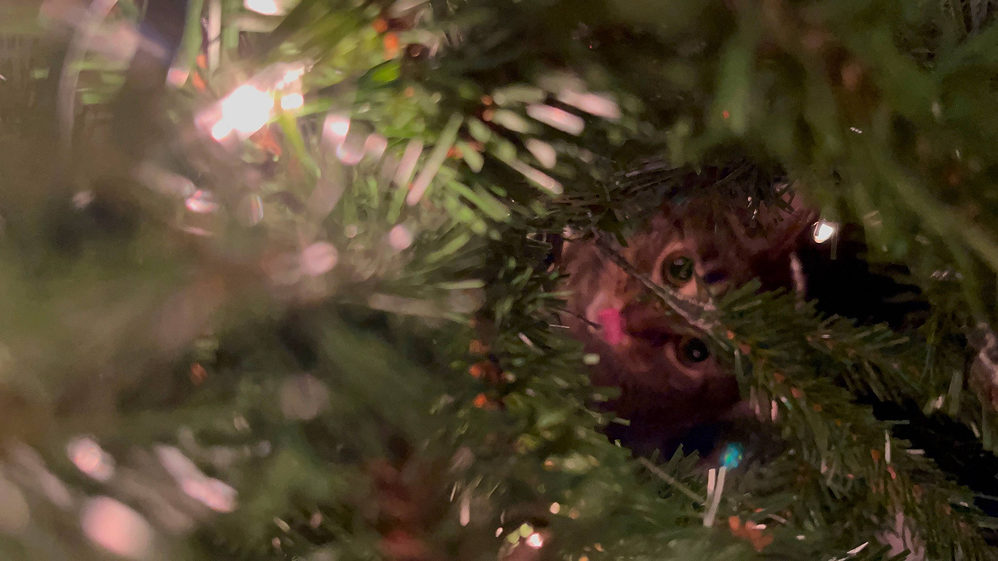 Carl joined the competition — help win amazing prizes! branch, christmas_decoration, christmas_ornament, christmas_tree, conifer, event, evergreen, eye, grass, holiday, holiday_ornament, larch, ornament, plant, terrestrial_plant, toy, tradition, tree, twig, woody_plant