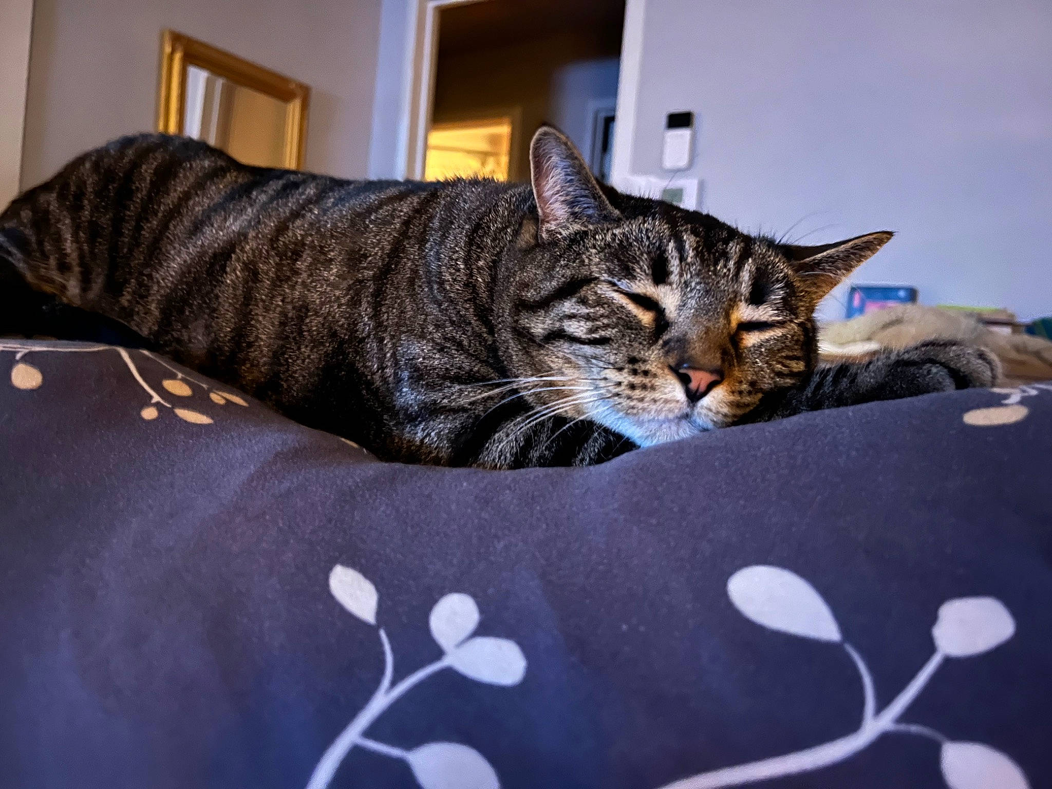 Carl joined the competition — help win amazing prizes! bed, bedding, carnivore, cat, comfort, couch, domestic_short_haired_cat, felidae, fur, grey, linens, paw, room, small_to_medium_sized_cats, snout, tail, textile, whiskers, window, wood