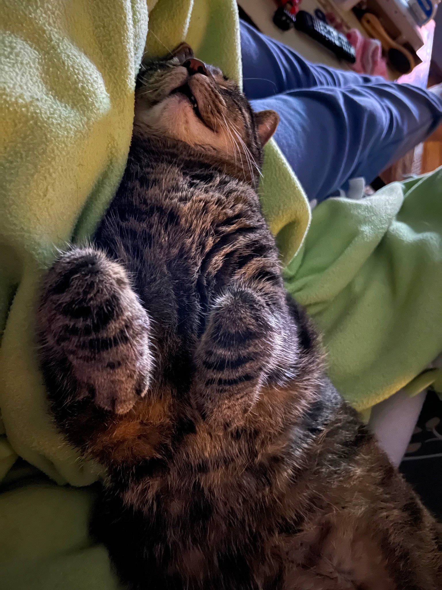 Carl joined the competition — help win amazing prizes! big_cats, carnivore, cat, claw, comfort, domestic_short_haired_cat, felidae, fur, hat, hug, military_camouflage, nap, paw, sleep, small_to_medium_sized_cats, snout, tail, terrestrial_animal, whiskers, wildlife