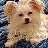Freyja joined the competition — help win amazing prizes! dog, puppy, small_dog, white_fur, fluffy, long_hair, pet, animal, portrait, close_up, face, eyes, nose, ears, paws, lying_down, blanket, blue_blanket, indoors, cute