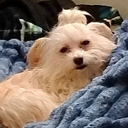 Freyja joined the competition — help win amazing prizes! dog, white_dog, fluffy, small_dog, pet, canine, long_hair, black_nose, dark_eyes, lying_down, relaxed, cute, portrait, close_up, bed, blanket, blue_blanket, pillows, indoors, cozy