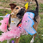 Oréo a rejoint le concours — aidez-le/la à gagner de superbes lots ! dog, outdoor, grass, flower_petals, costume, fairy_wings, pink_feathers, playful, happy, pet, animal, garden, nature, brown_dog, white_paws, tail_up, jumping, spring, fun, active