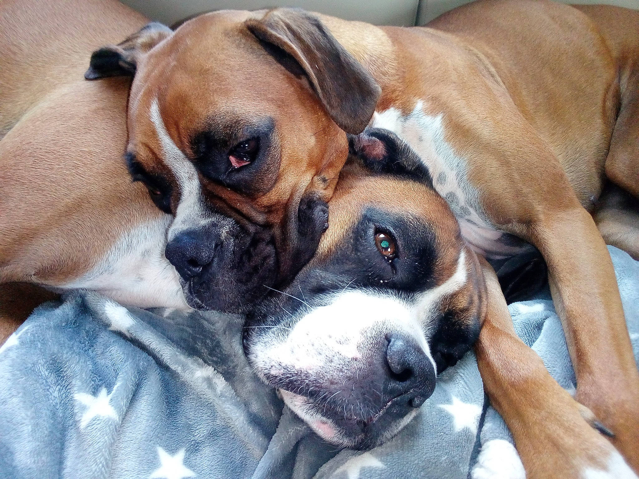 Sanga Et Sopra participe au concours pour gagner de l'argent avec cette photo : boerboel, boxer, canidae, carnivore, companion_dog, dog, dog_breed, fawn, mammal, molosser, non_sporting_group, nose, puppy, puppy_love, rare_breed_dog, snout, sporting_group, valley_bulldog, vertebrate, working_dog