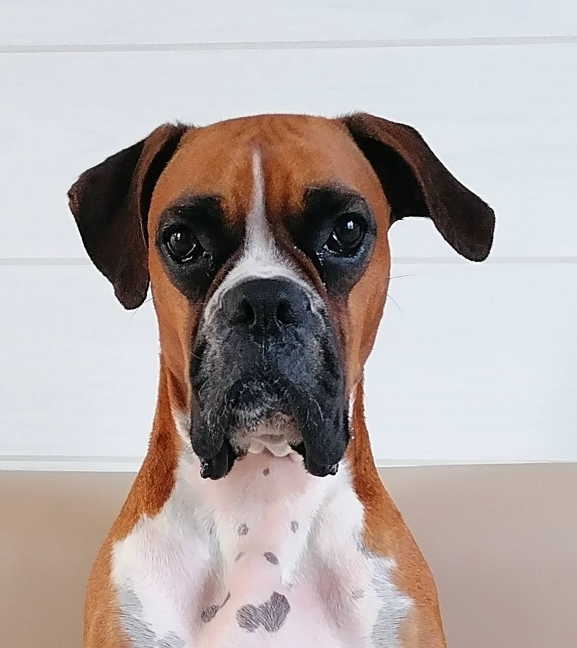 Sanga Et Sopra participe au concours pour gagner de l'argent avec cette photo : ancient_dog_breeds, boxer, canidae, carnivore, collar, companion_dog, dog, dog_breed, dog_collar, dog_supply, fawn, fur, giant_dog_breed, molosser, pet_supply, snout, sporting_group, whiskers, working_animal, working_dog