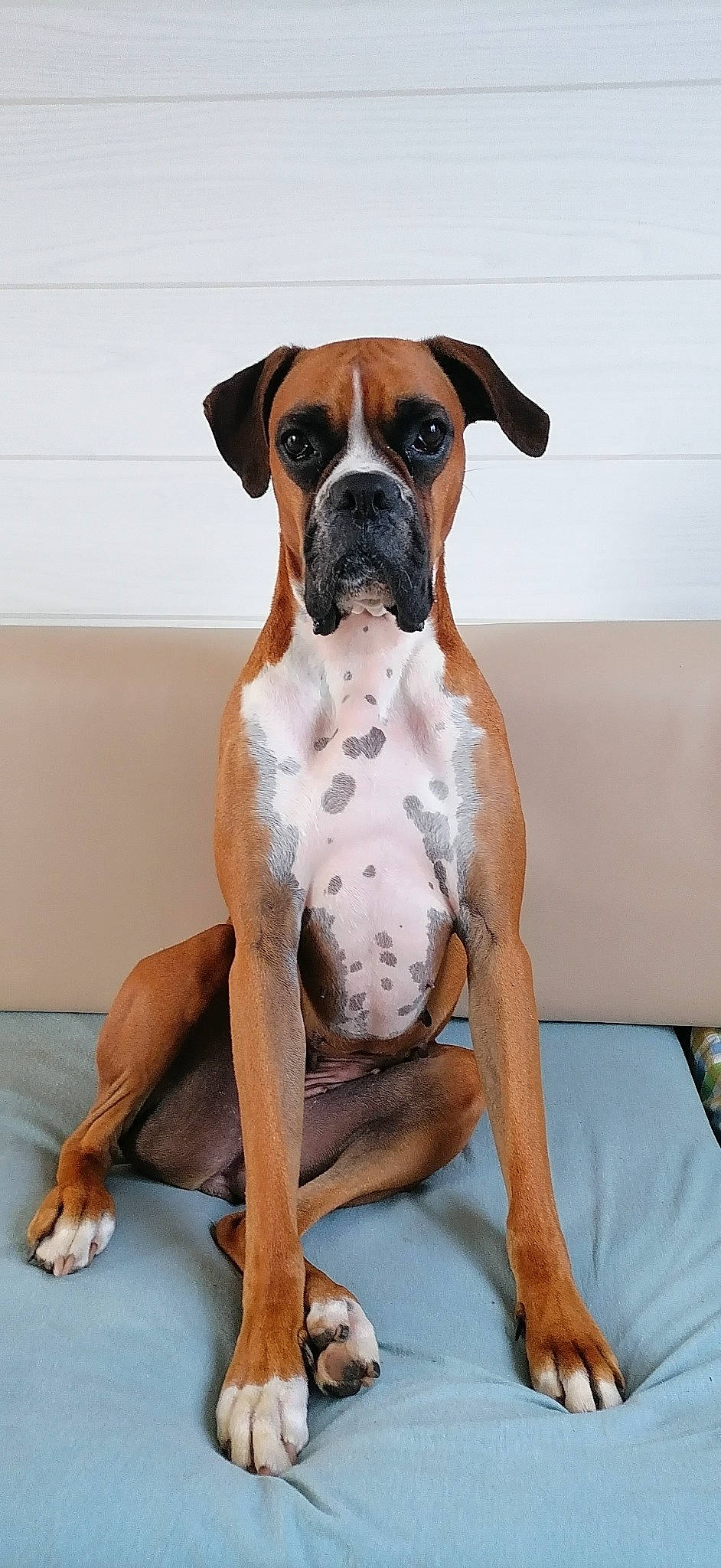 Sanga Et Sopra a rejoint le concours — aidez-le/la à gagner de superbes lots ! ancient_dog_breeds, art, balance, boxer, canidae, carnivore, collar, companion_dog, dog, dog_breed, dog_collar, fawn, molosser, non_sporting_group, painting, snout, sporting_group, thigh, working_animal, working_dog