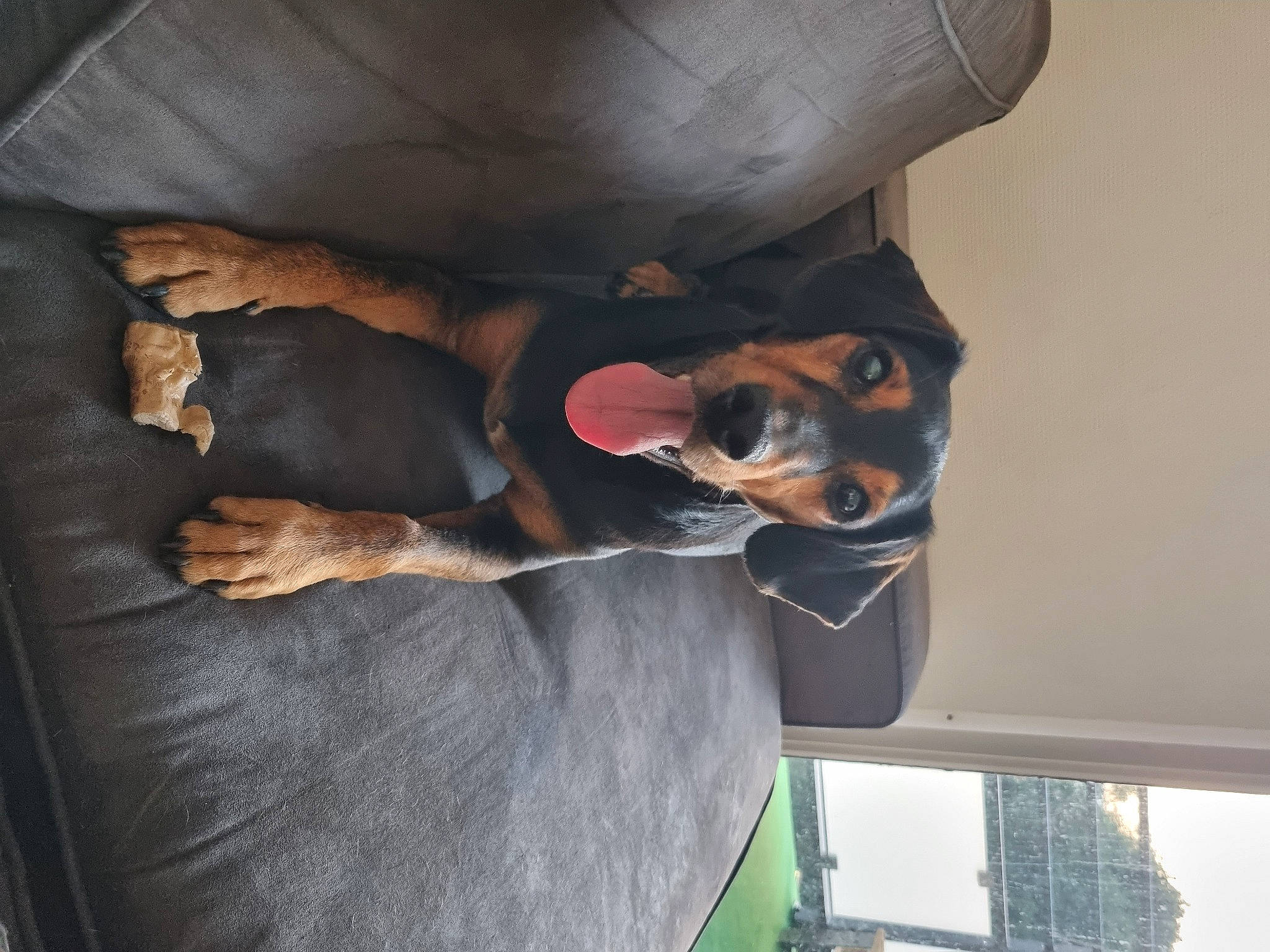 Tig a rejoint le concours — aidez-le/la à gagner de superbes lots ! canidae, carnivore, ceiling, comfort, companion_dog, couch, dog, dog_breed, elbow, fawn, fur, gesture, guard_dog, metal, snout, sporting_group, working_animal, working_dog