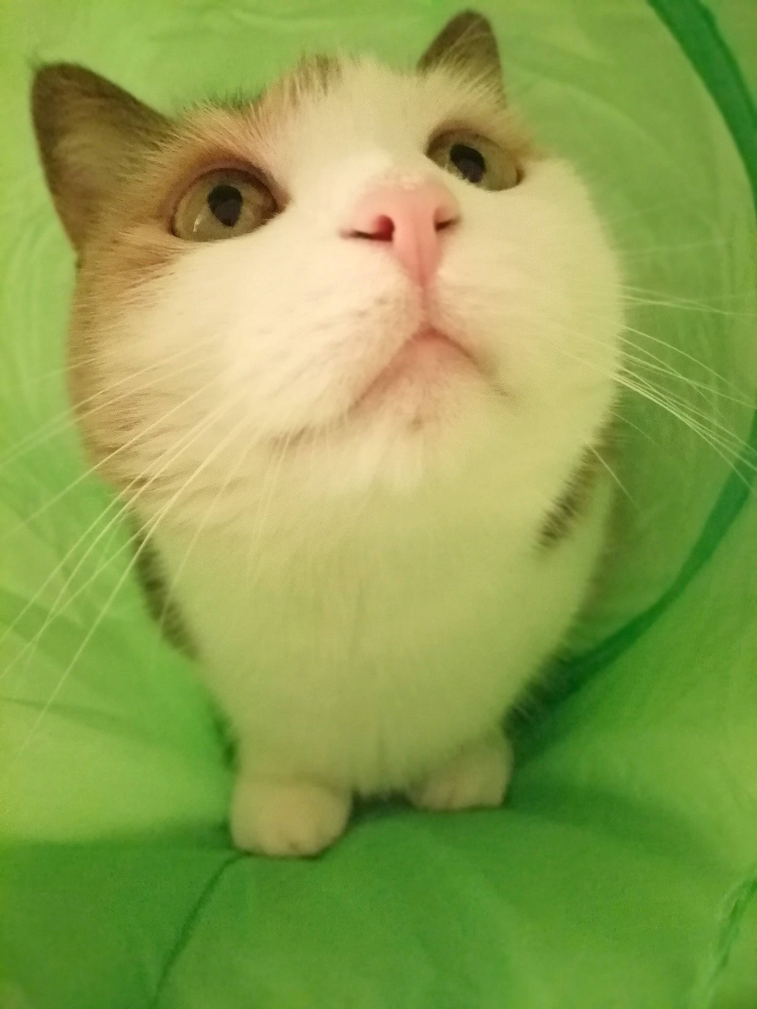 Xayah participe au concours pour gagner de l'argent avec cette photo : carnivore, cat, domestic_short_haired_cat, fawn, felidae, fur, paw, science, small_to_medium_sized_cats, snout, terrestrial_animal, whiskers