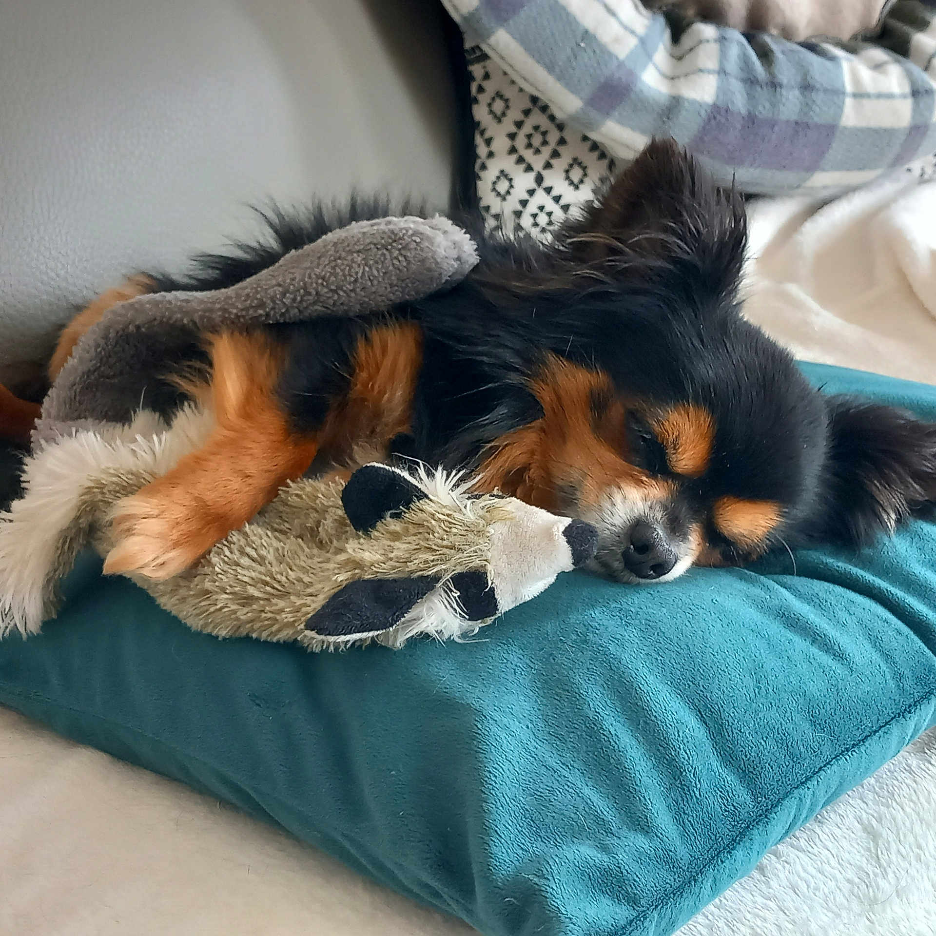 Macotch a rejoint le concours — aidez-le/la à gagner de superbes lots ! animal, blanket, canine, cat, cockerspaniel, couch, cushion, dog, dogbed, furniture, homedecor, hound, linen, papillon, person, pet, pillow, puppy, sleeping, terrier