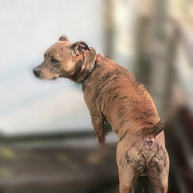 Spike Lee joined the competition — help win amazing prizes! canidae, carnivore, dog, dog_breed, fawn, non_sporting_group, snout, street_dog