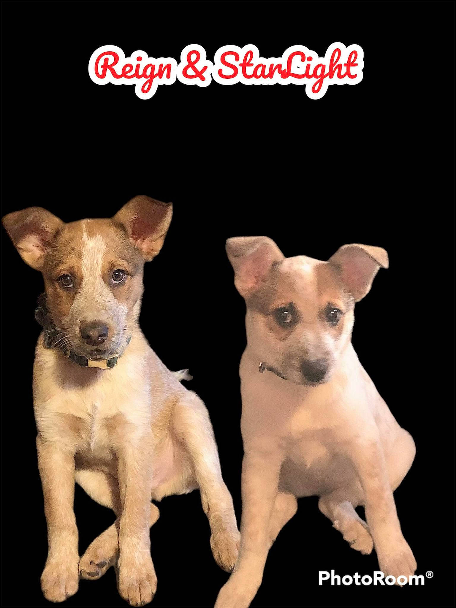 Starlight joined the competition — help win amazing prizes! ancient_dog_breeds, canidae, carnivore, companion_dog, dog, dog_breed, dog_supply, fawn, font, mammal, non_sporting_group, paw, pet_supply, photo_caption, poster, snout, sporting_group, terrestrial_animal, vertebrate, working_animal