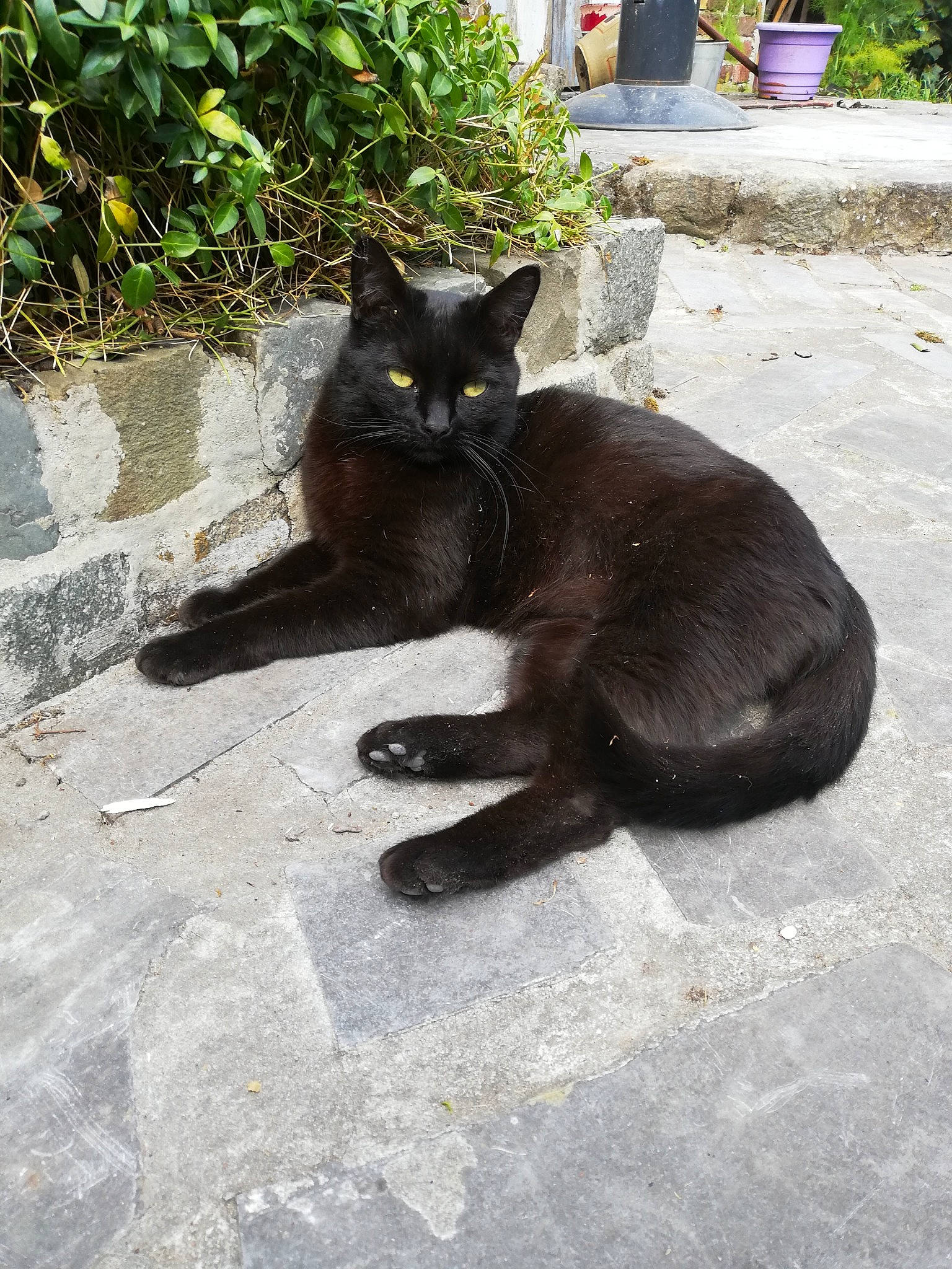 Hermione participe au concours pour gagner de l'argent avec cette photo : asian, black, black_cat, bombay, burmese, carnivore, cat, domestic_short_haired_cat, felidae, grass, havana_brown, korat, small_to_medium_sized_cats, tail, whiskers