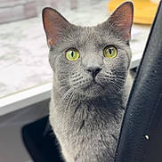 Stormy joined the competition — help win amazing prizes! cat, gray_cat, yellow_eyes, pet, indoor, chair, curious, feline, close_up, whiskers, looking, domestic_animal, fur, table, background_blur, home, animal, portrait, sitting, black_chair