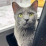 cat, gray_cat, yellow_eyes, pet, indoor, chair, curious, feline, close_up, whiskers, looking, domestic_animal, fur, table, background_blur, home, animal, portrait, sitting, black_chair