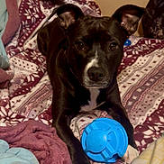 Paisley is registered to the contest to win money with this photo: alert, animal, bed, bedroom, black_and_white_dog, black_fur, blanket, blue_toy, cozy, dog, floppy_ears, indoors, looking_at_camera, pet, portrait, sitting, toy, white_chest, white_markings, white_paws