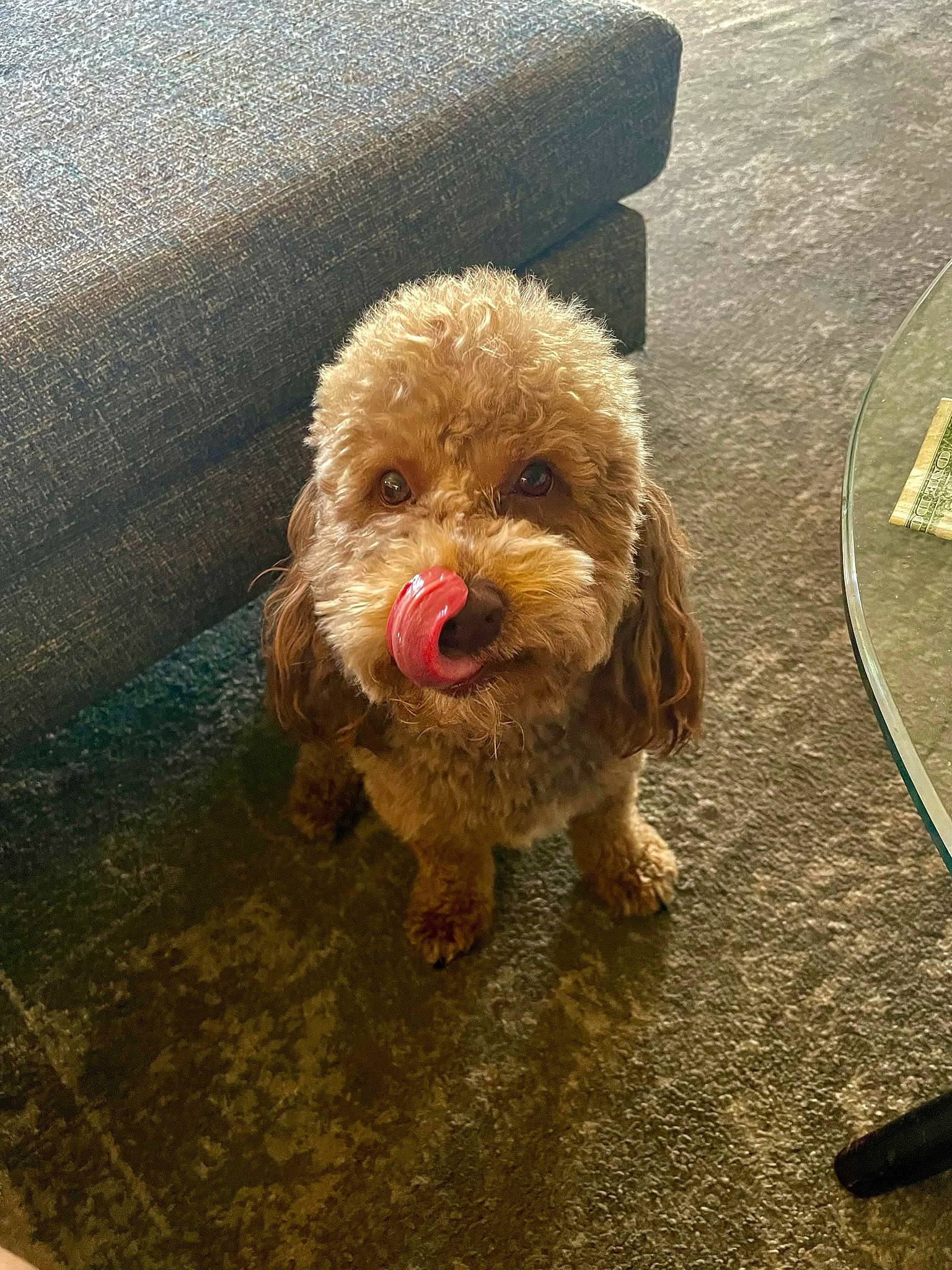 Kingsley joined the competition — help win amazing prizes! asphalt, carnivore, cockapoo, companion_dog, dog, dog_breed, flooring, fur, goldendoodle, labradoodle, liver, poodle, poodle_crossbreed, road_surface, small_terrier, soil, terrier, toy_dog, water_dog, working_animal