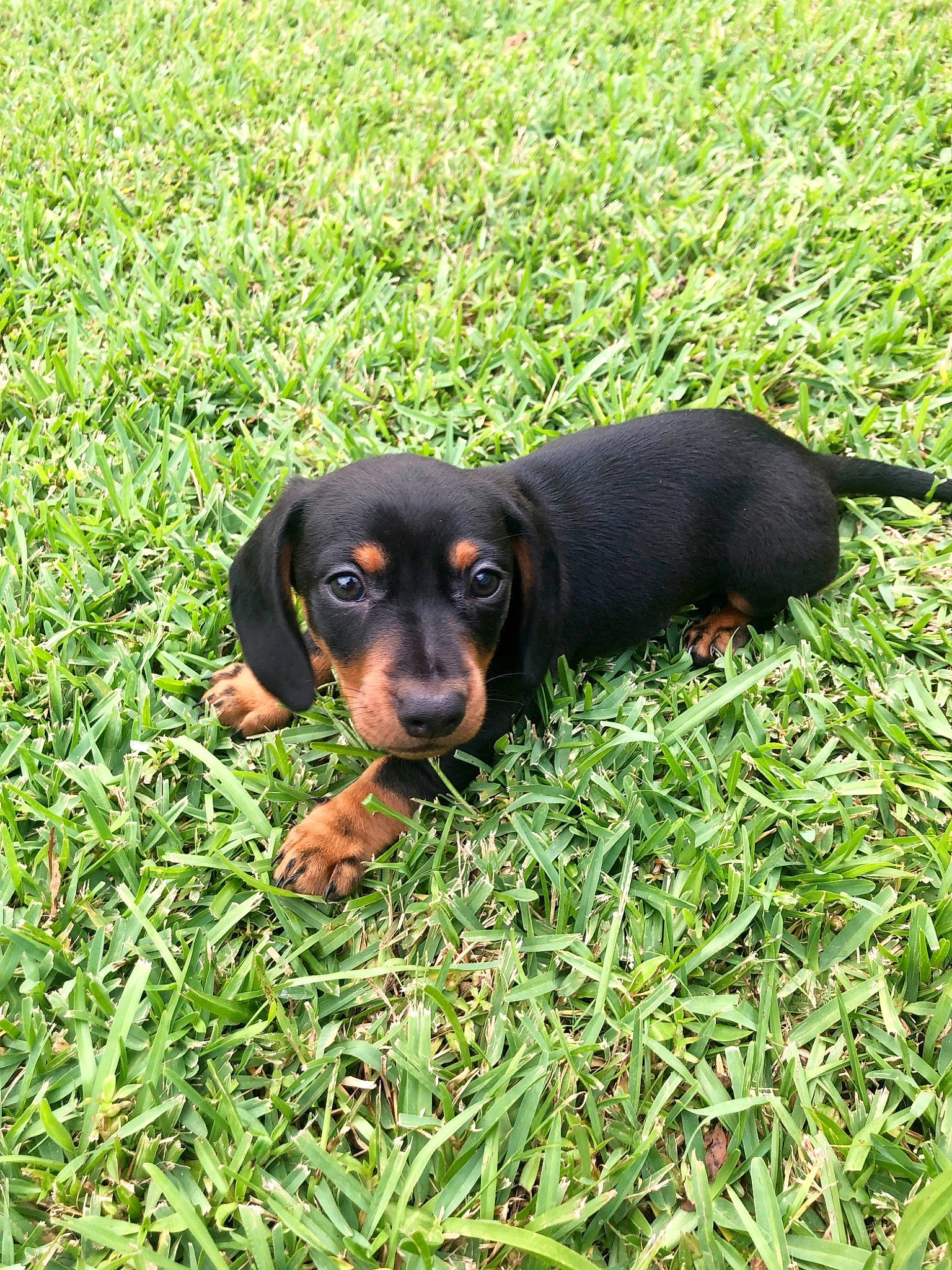 Ryder joined the competition — help win amazing prizes! canidae, carnivore, companion_dog, dachshund, dog, dog_breed, field, grass, grass_family, groundcover, hound, huntaway, mammal, non_sporting_group, puppy, skin, snout, sporting_group, working_animal, working_dog