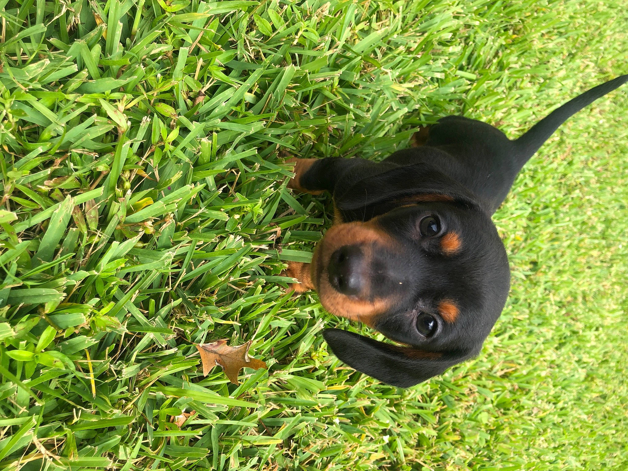 Ryder is registered to the contest to win money with this photo: canidae, carnivore, collar, companion_dog, dog, dog_breed, field, grass, grass_family, groundcover, hunting_dog, liver, mammal, snout, sporting_group, tail, whiskers, working_animal, working_dog