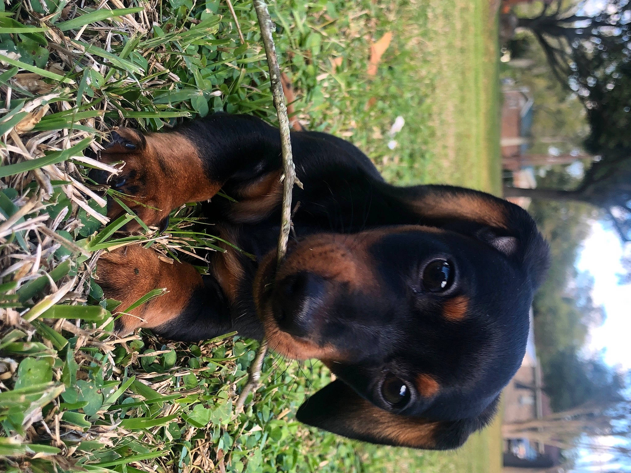 Ryder joined the competition — help win amazing prizes! brown, canidae, carnivore, companion_dog, dog, dog_breed, fawn, guard_dog, hunting_dog, liver, organism, shade, snout, sunlight, whiskers, working_animal, working_dog