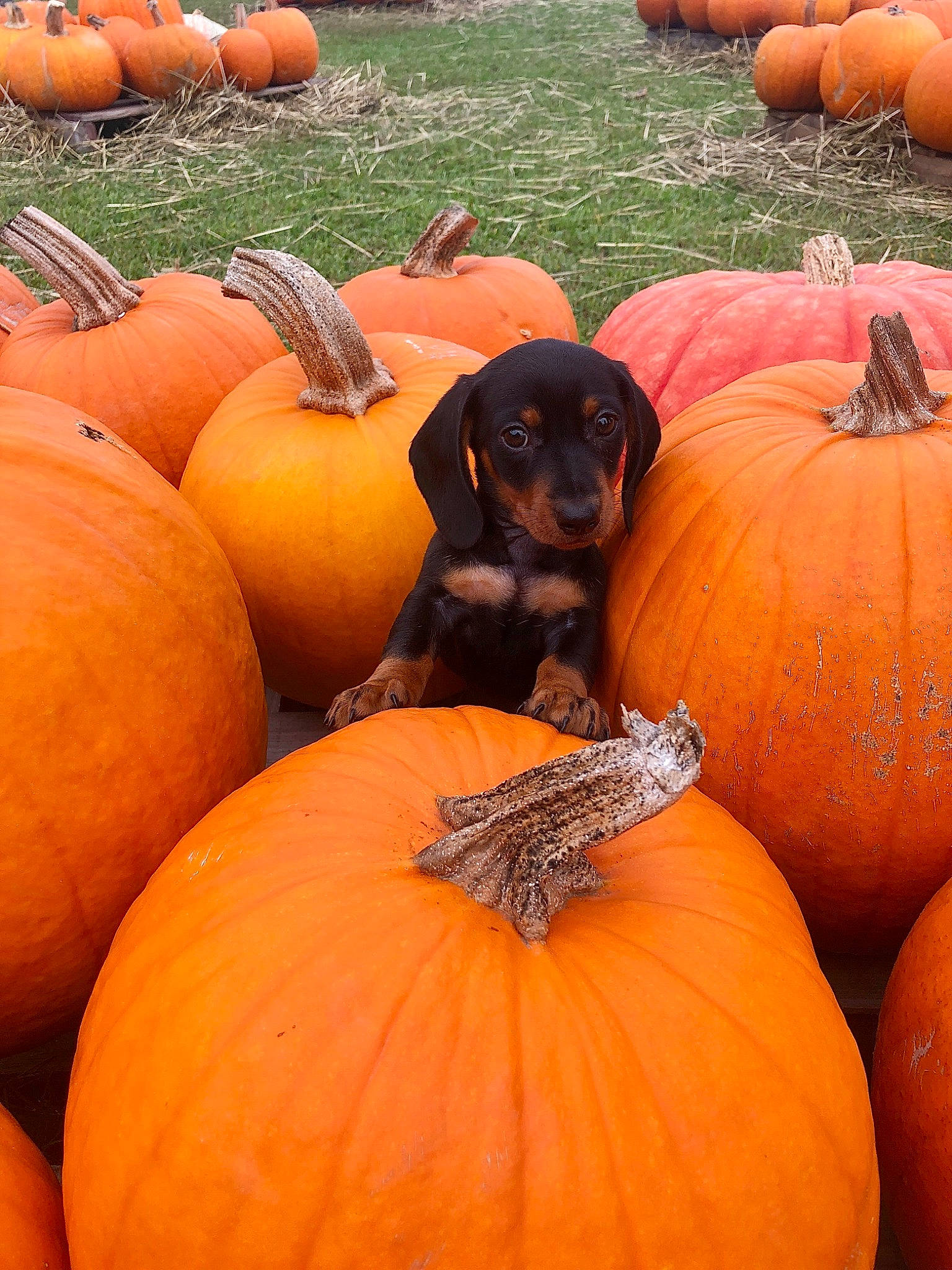 Ryder joined the competition — help win amazing prizes! _and_melon_family, _gourd, calabaza, cucumber, cucurbita, dog, dog_breed, gourd, ingredient, local_food, morning, natural_foods, orange, produce, pumpkin, squash, staple_food, vegan_nutrition, vegetable, whole_food