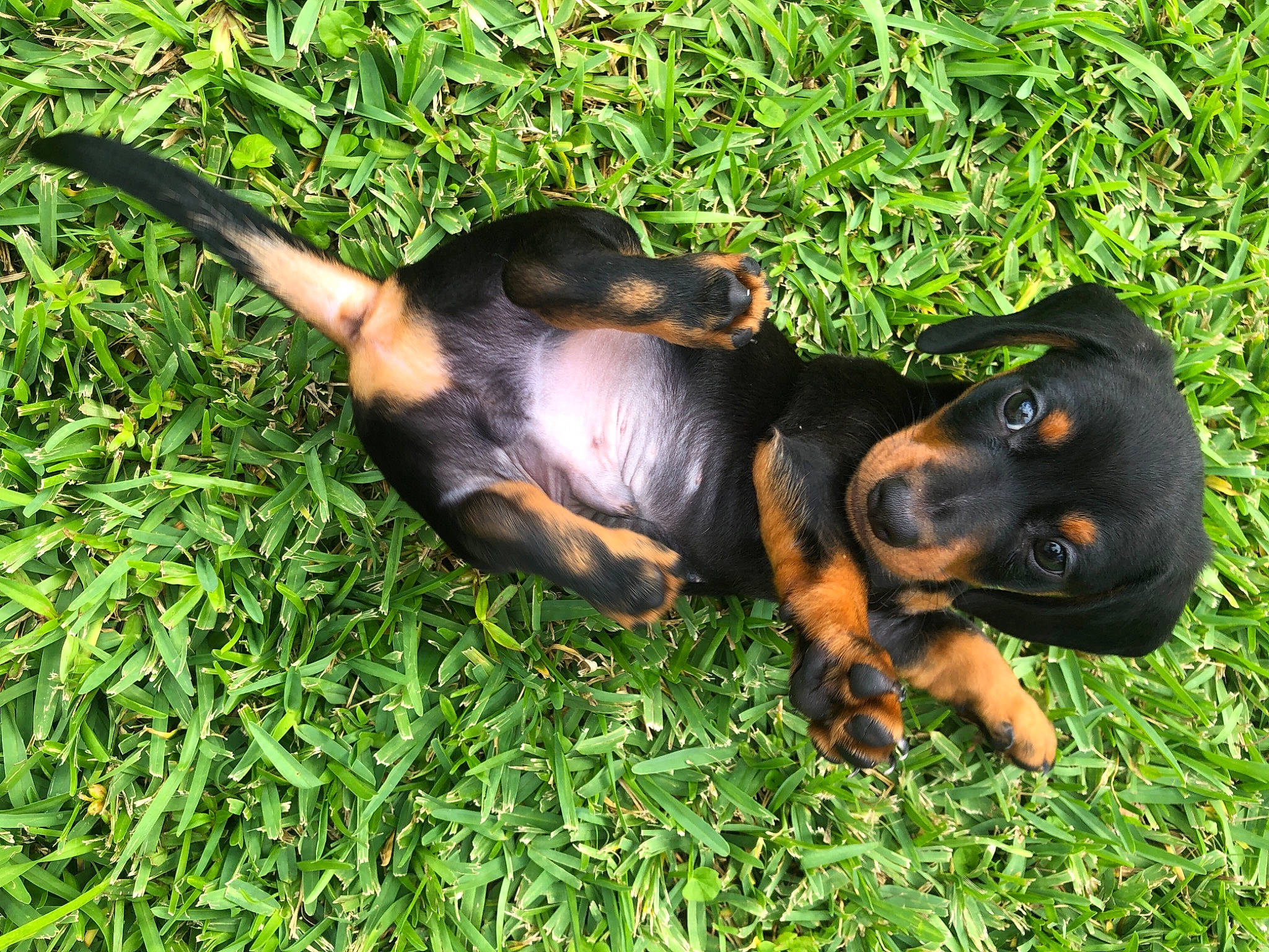 Ryder is registered to the contest to win money with this photo: canidae, carnivore, companion_dog, dachshund, dog, dog_breed, fawn, grass, grass_family, hound, paw, scent_hound, snout, working_animal, working_dog