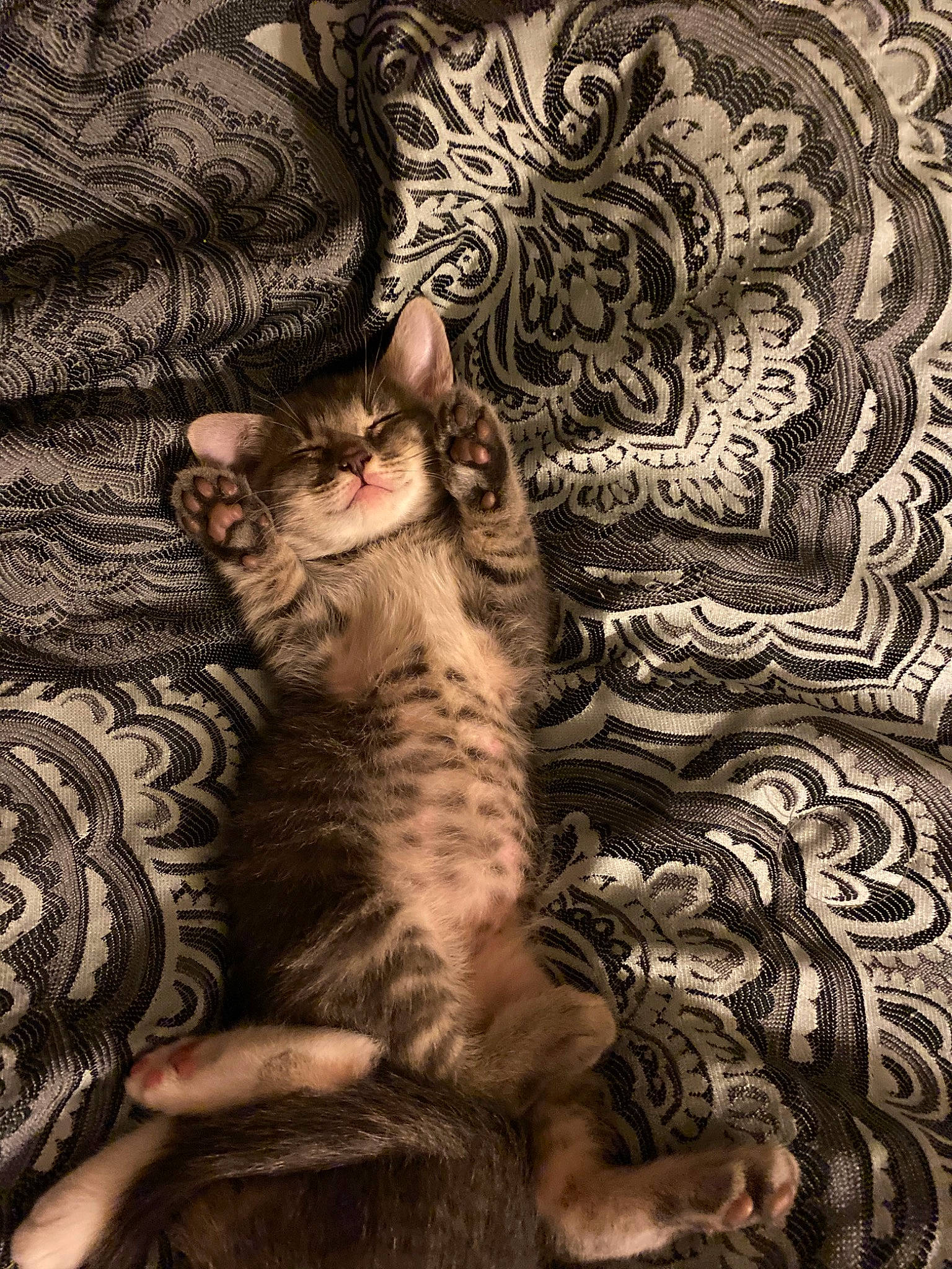 Haze is registered to the contest to win money with this photo: art, carnivore, cat, comfort, domestic_short_haired_cat, fawn, felidae, foot, fur, grey, mammal, pattern, paw, small_to_medium_sized_cats, snout, tail, tree, vertebrate, whiskers, wood