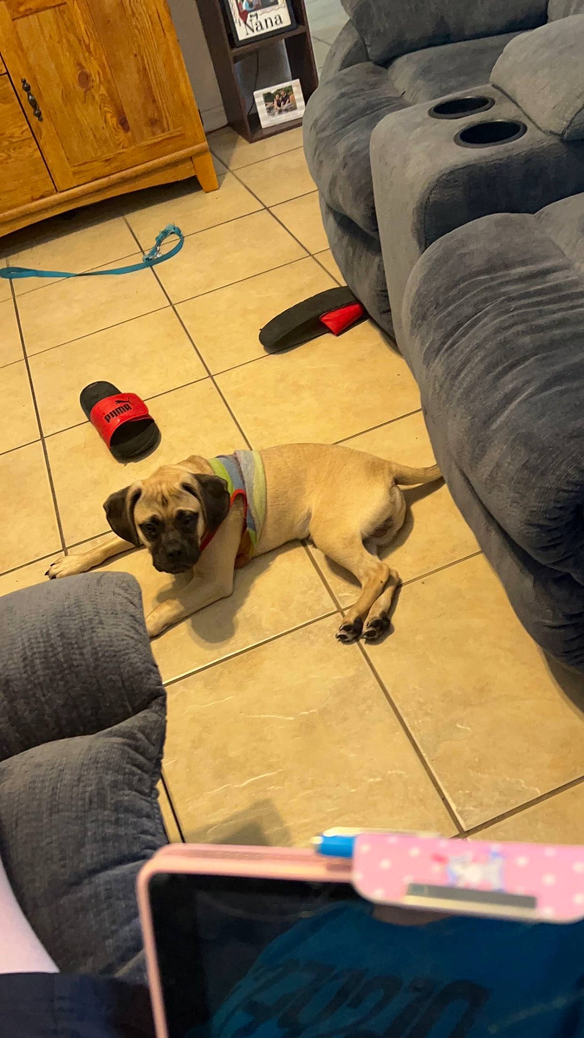 King joined the competition — help win amazing prizes! art, carmine, carnivore, companion_dog, dog, dog_breed, fawn, floor, flooring, foot, hardwood, human_leg, knee, laminate_flooring, sitting, snout, tail, thigh, toy, wood