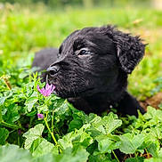 Venom participe au concours pour gagner de l'argent avec cette photo : puppy, dog, black_dog, flower, greenery, nature, outdoor, plant, leaf, sniffing, cute, animal, young_dog, pet, grass, summer, closeup, curious, fur, garden
