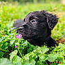 puppy, dog, black_dog, flower, greenery, nature, outdoor, plant, leaf, sniffing, cute, animal, young_dog, pet, grass, summer, closeup, curious, fur, garden