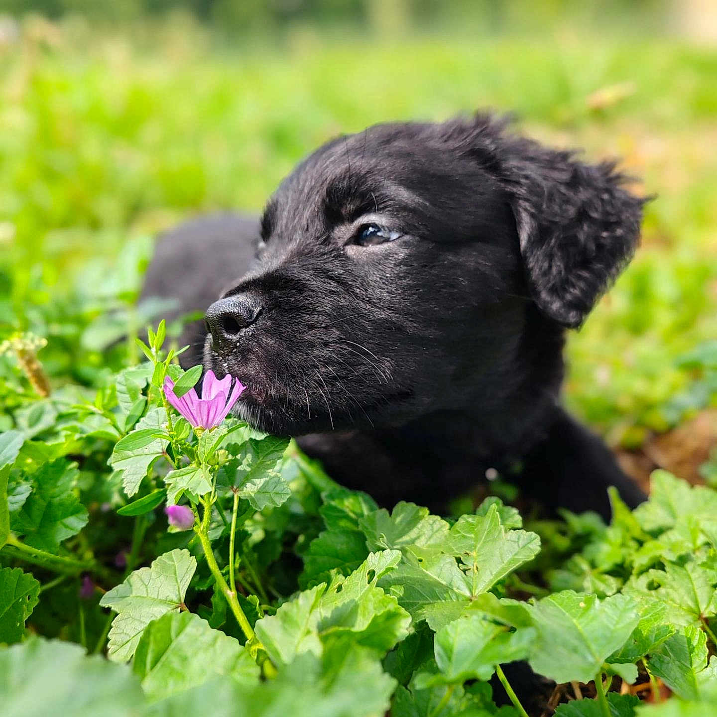 Venom participe au concours pour gagner de l'argent avec cette photo : puppy, dog, black_dog, flower, greenery, nature, outdoor, plant, leaf, sniffing, cute, animal, young_dog, pet, grass, summer, closeup, curious, fur, garden