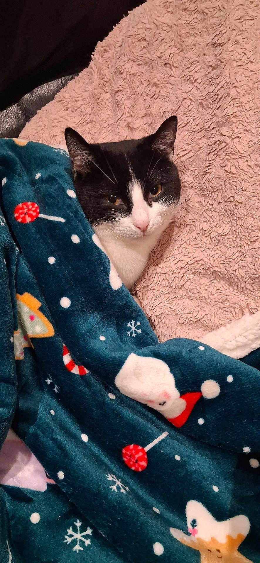 Myrtille a rejoint le concours — aidez-le/la à gagner de superbes lots ! cat, black_and_white_cat, blanket, holiday_blanket, candy_cane, snowflake, gingerbread_man, cozy, resting, pet, indoor, soft_texture, pink_blanket, cute, animal, fur, whiskers, face, relaxed, sleepy