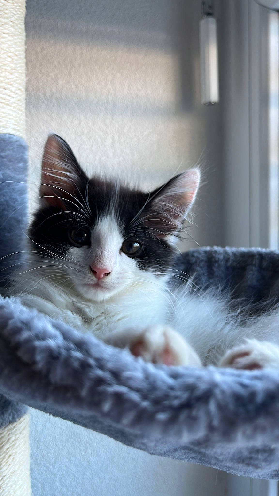 Fluffy a rejoint le concours — aidez-le/la à gagner de superbes lots ! carnivore, cat, claw, comfort, domestic_short_haired_cat, felidae, fur, paw, small_to_medium_sized_cats, snout, tail, whiskers