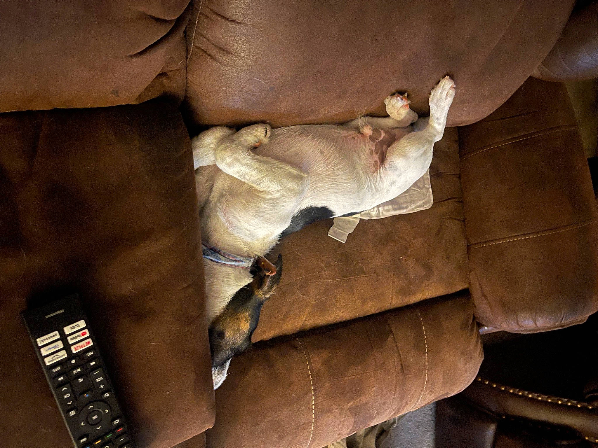 Charlie is registered to the contest to win money with this photo: brown, comfort, communication_device, couch, darkness, flooring, fur, hardwood, human_leg, linens, mammal, mobile_phone, office_equipment, portable_communications_device, room, shadow, telephony, tints_and_shades, wood