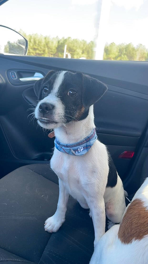 Charlie is registered to the contest to win money with this photo: automotive_exterior, car, carnivore, collar, companion_dog, dog, dog_breed, dog_collar, fawn, hood, leash, motor_vehicle, sky, snout, sunglasses, vehicle, vehicle_door, window, windshield, working_animal