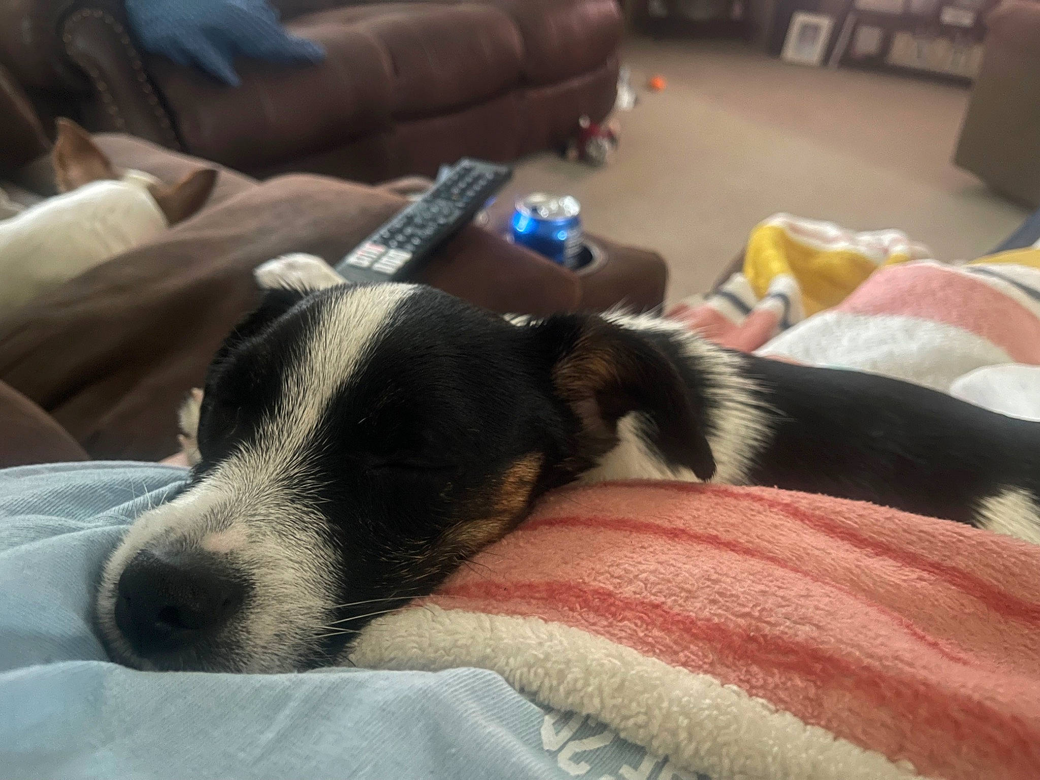 Charlie is registered to the contest to win money with this photo: canidae, carnivore, comfort, companion_dog, couch, dog, dog_breed, fur, guard_dog, linens, living_room, nap, paw, room, small_to_medium_sized_cats, sporting_group, tail, terrestrial_animal, whiskers, working_animal