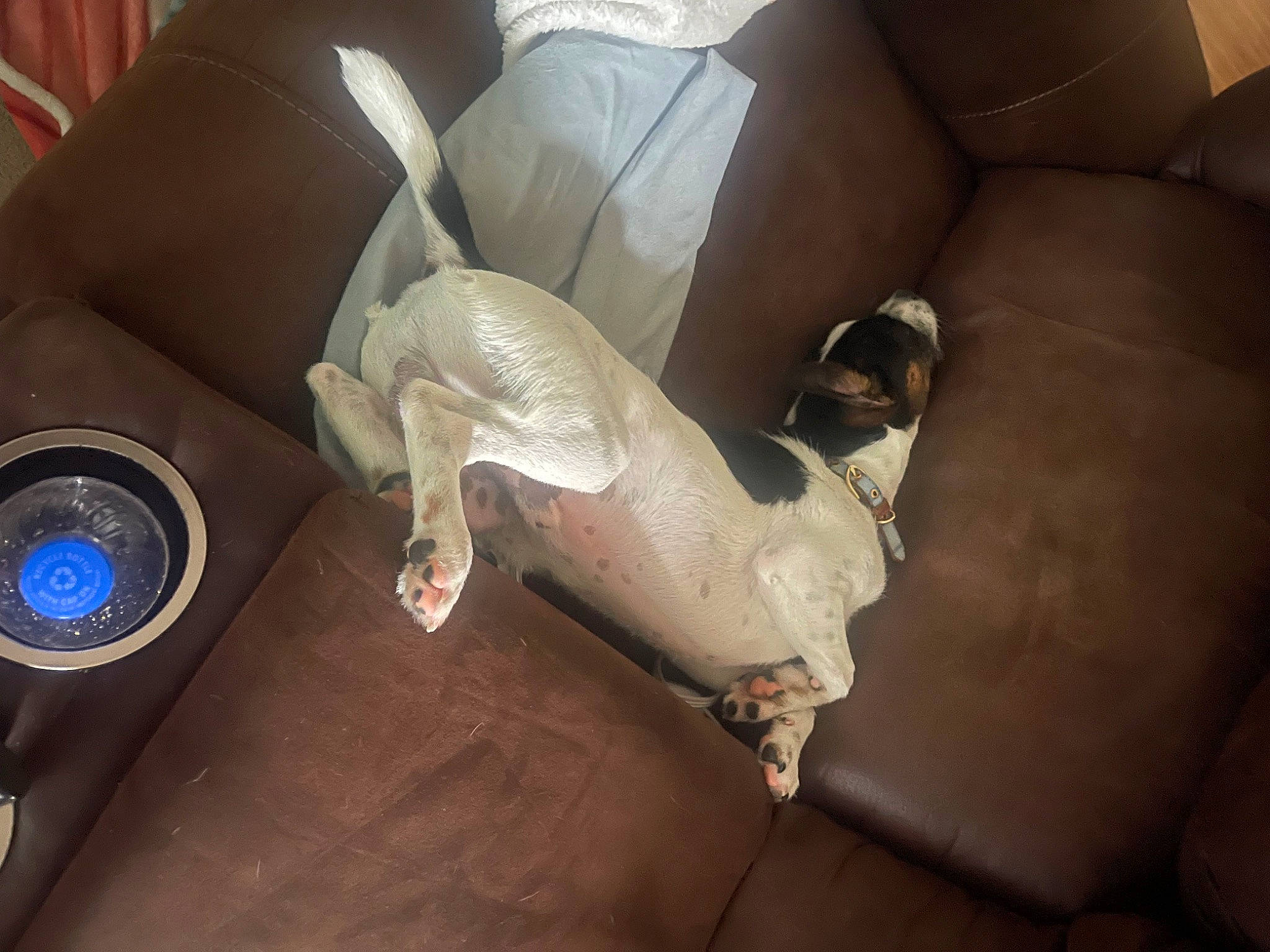 Charlie is registered to the contest to win money with this photo: audio_equipment, carnivore, comfort, companion_dog, couch, dog_breed, fawn, flooring, foot, fur, furniture, hardwood, human_leg, knee, linens, living_room, sporting_group, wood, working_animal, wrist