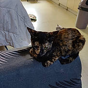 Pantoufle a rejoint le concours — aidez-le/la à gagner de superbes lots ! cat, tortoiseshell_cat, indoor, resting, furniture, chair, kitchen, floor, cabinet, blanket, pet, animal, domestic, cozy, home, quiet, relaxed, fur, mammal, living_room