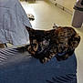 cat, tortoiseshell_cat, indoor, resting, furniture, chair, kitchen, floor, cabinet, blanket, pet, animal, domestic, cozy, home, quiet, relaxed, fur, mammal, living_room