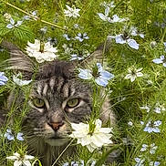 Spock participe au concours pour gagner de l'argent avec cette photo : animal, blue_flowers, camouflage, cat, closeup, curious, eyes, flora, flowers, fur, garden, greenery, nature, outdoor, pet, plants, tabby, whiskers, white_flowers, wildlife