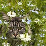 animal, blue_flowers, camouflage, cat, closeup, curious, eyes, flora, flowers, fur, garden, greenery, nature, outdoor, pet, plants, tabby, whiskers, white_flowers, wildlife