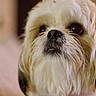 dog, close_up, fluffy, pet, animal, mammal, beard, nose, fur, cute, indoors, portrait, face, whiskers, ears, brown, white, soft_light, looking_up, companion