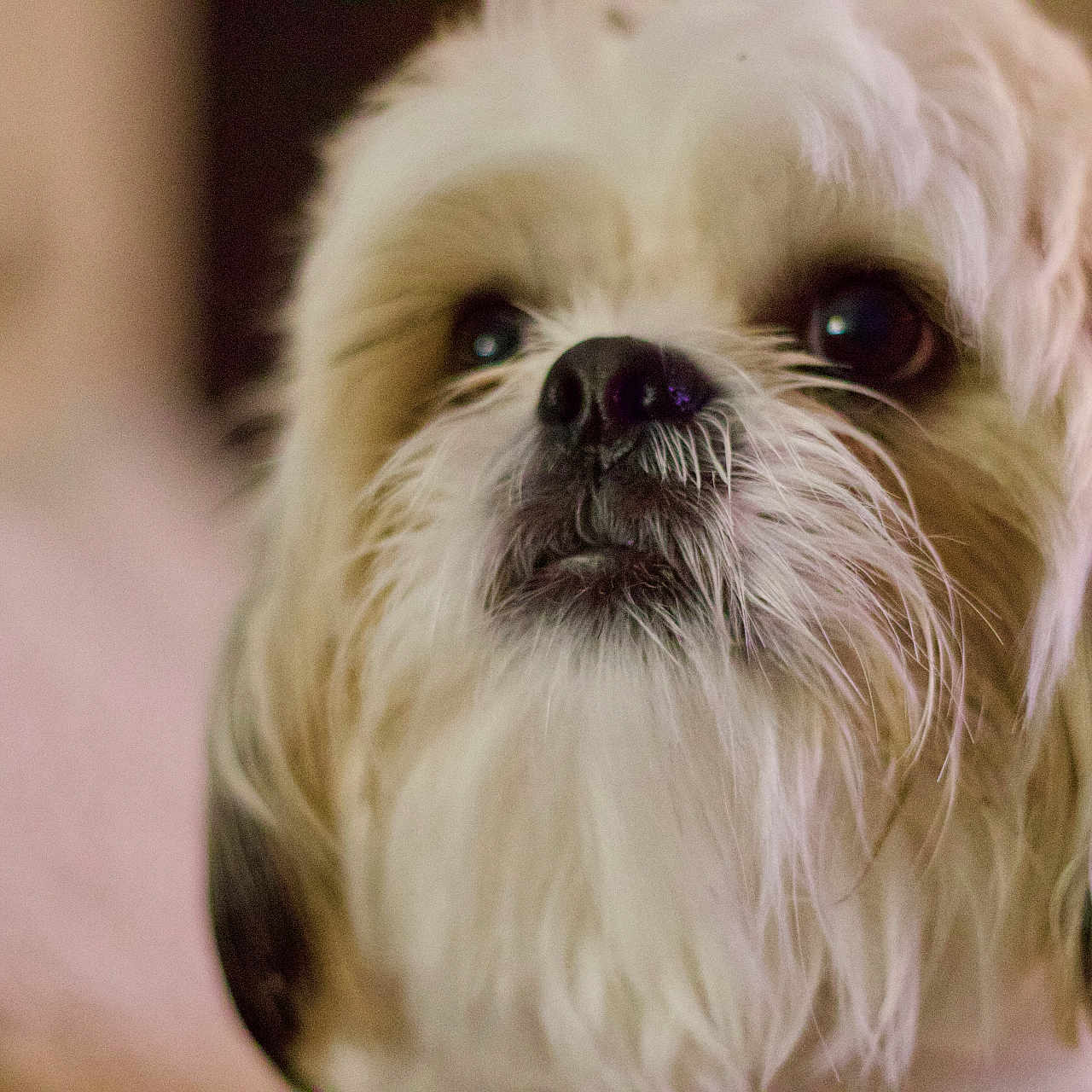 Neo joined the competition — help win amazing prizes! dog, close_up, fluffy, pet, animal, mammal, beard, nose, fur, cute, indoors, portrait, face, whiskers, ears, brown, white, soft_light, looking_up, companion