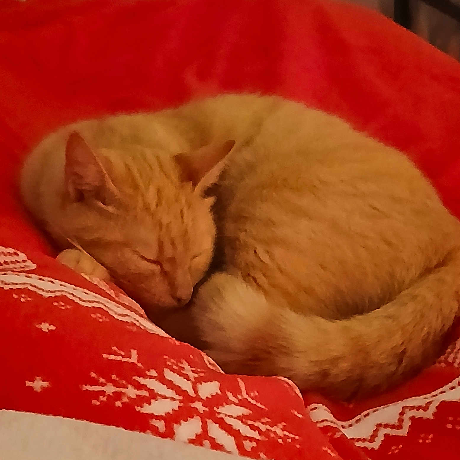 Nala a rejoint le concours — aidez-le/la à gagner de superbes lots ! abyssinian, animal, bed, bedroom, blanket, cat, computer, couch, cushion, furniture, homedecor, indoors, kitten, manx, person, pet, quilt, room, siamese, sleeping