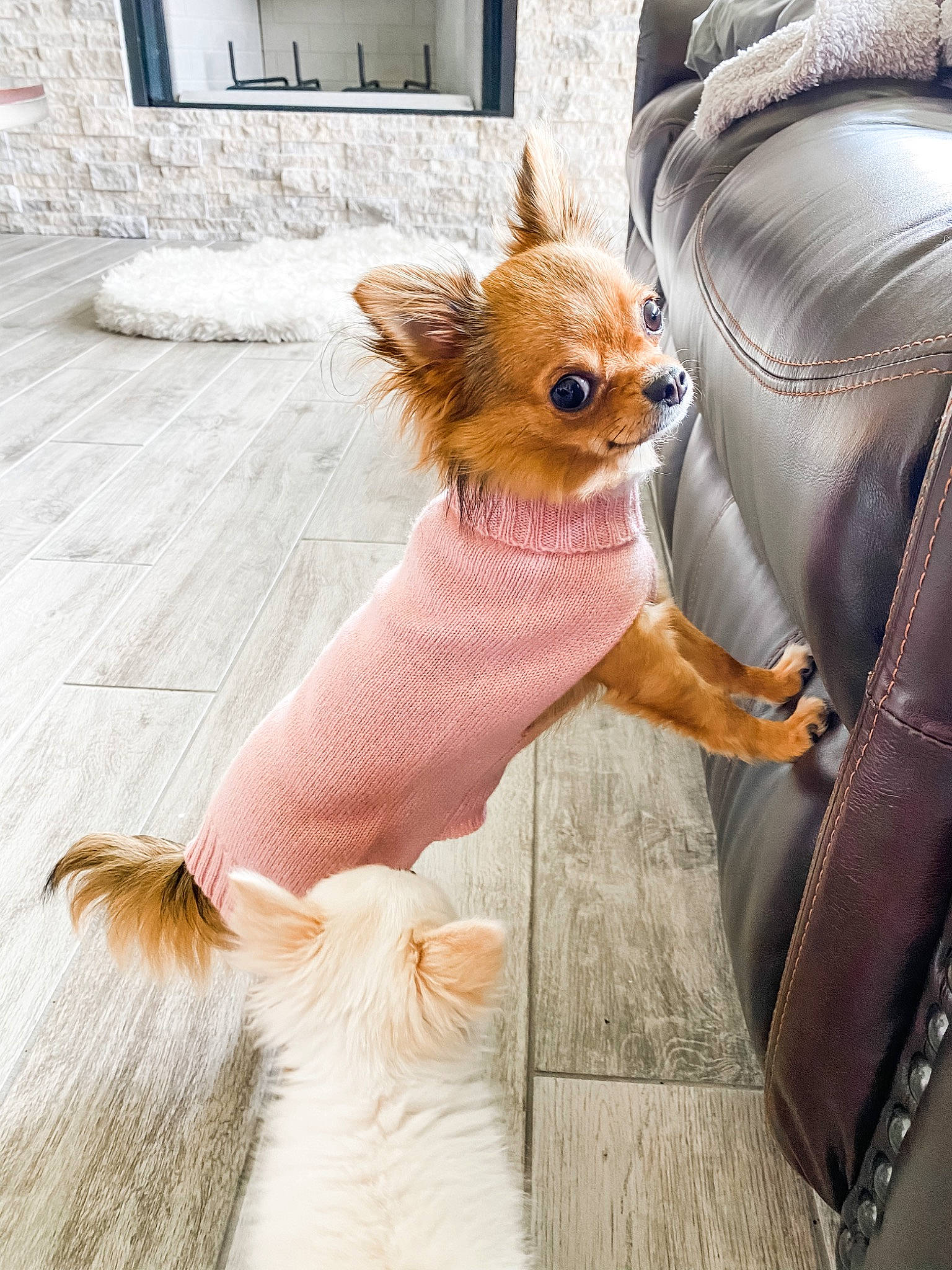 Chelsea joined the competition — help win amazing prizes! canidae, carnivore, chihuahua, companion_dog, dog, dog_breed, dog_clothes, fawn, fur, papillon, pomeranian, puppy, russkiy_toy, snout, toy_dog