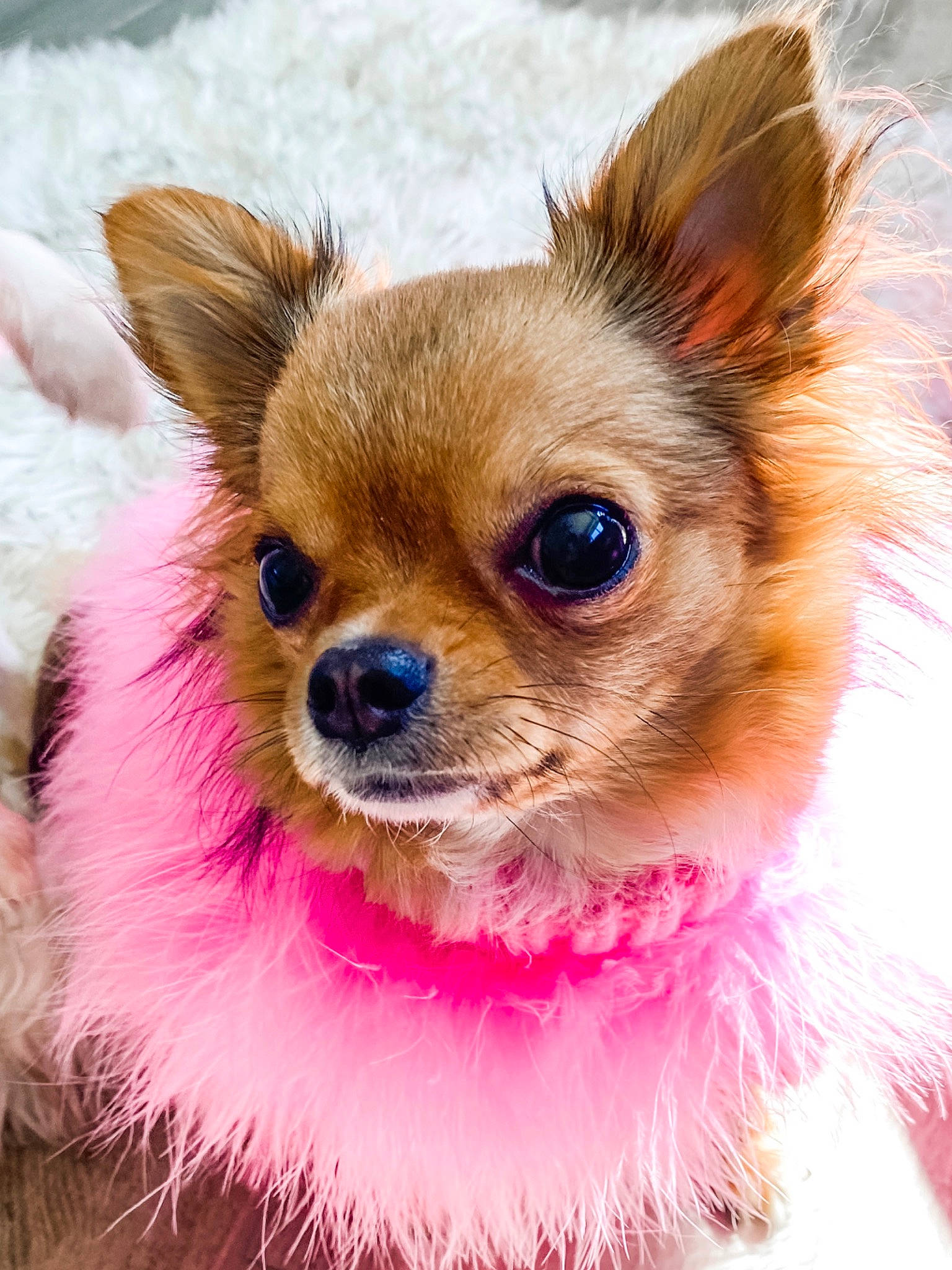 Chelsea joined the competition — help win amazing prizes! canidae, carnivore, chihuahua, close_up, companion_dog, dog, dog_breed, ear, fawn, fur, mammal, nose, pink, puppy, russkiy_toy, snout, sporting_group, toy_dog, vertebrate, whiskers